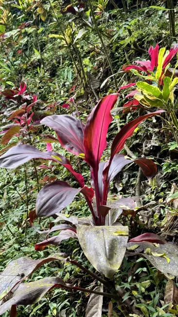 Fiori balinesi di colore rosso in primo piano