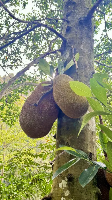 un albero con del Jack Fruit