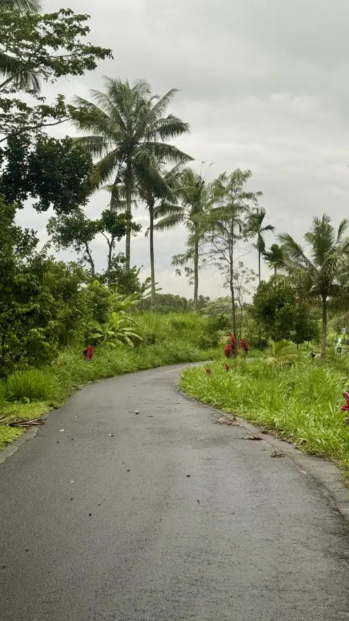 una strada immersa nel verde a Tetebatu