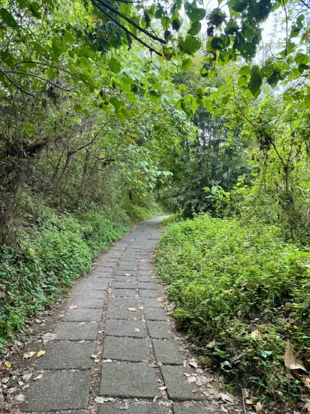 una strada immersa nella natura a Ubud