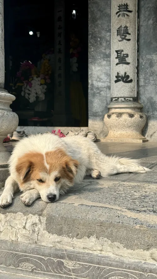 Un cagnolino in Vietnam a Ninh binh