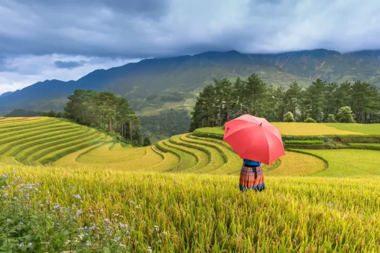 Una donna in mezzo a una risaia in Vietnam