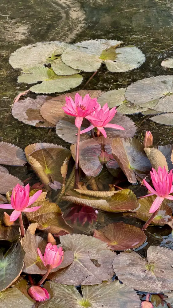 Fiori a Tam Coc in Vietnam