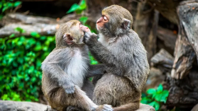 La foresta meno conosciuta di BAli