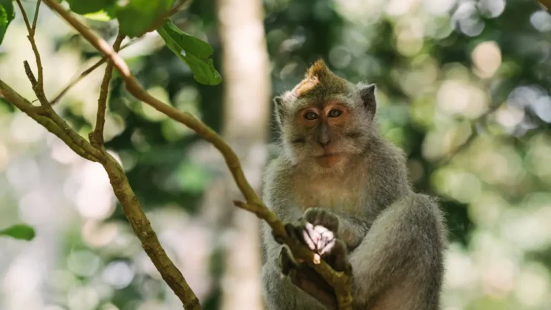 La foresta dele scimmie di Bali