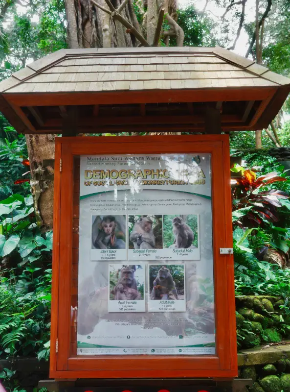 tabellone, come comportarsi con le scimmie