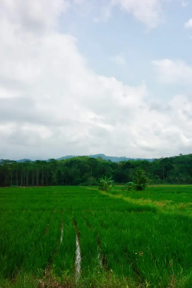 infinite verdi risaie