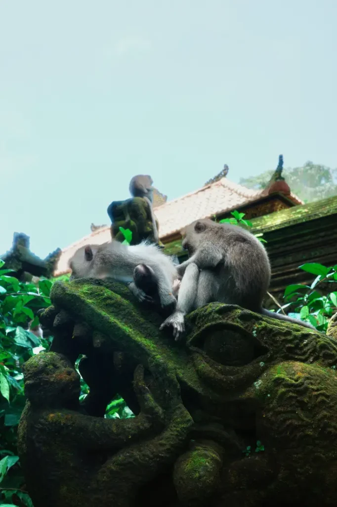le scimmie di Ubud