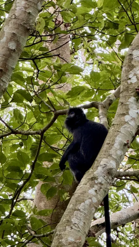 Scimmie in Indonesia