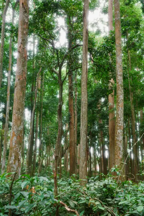 gli alberi della foresta delle scimmie