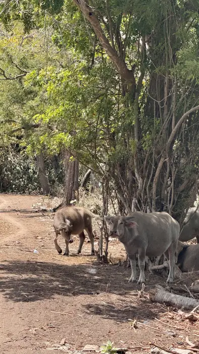 i bufali indonesiani