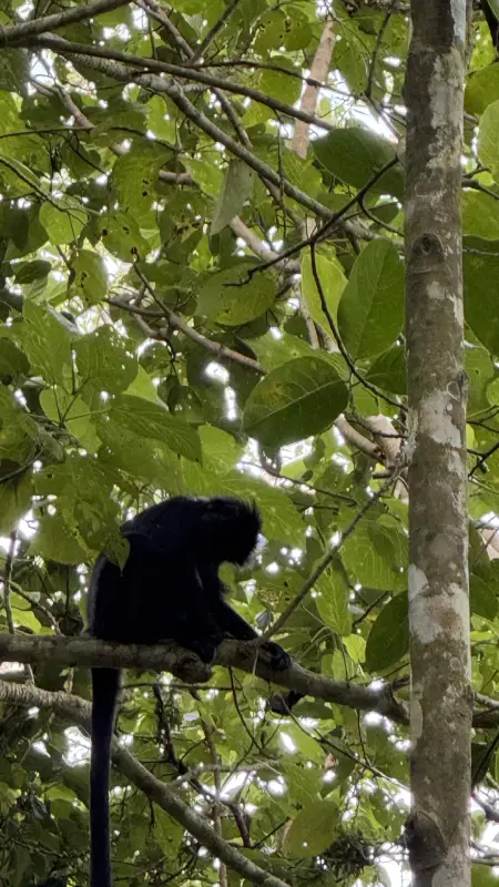 Scimmia nera Tetebatu