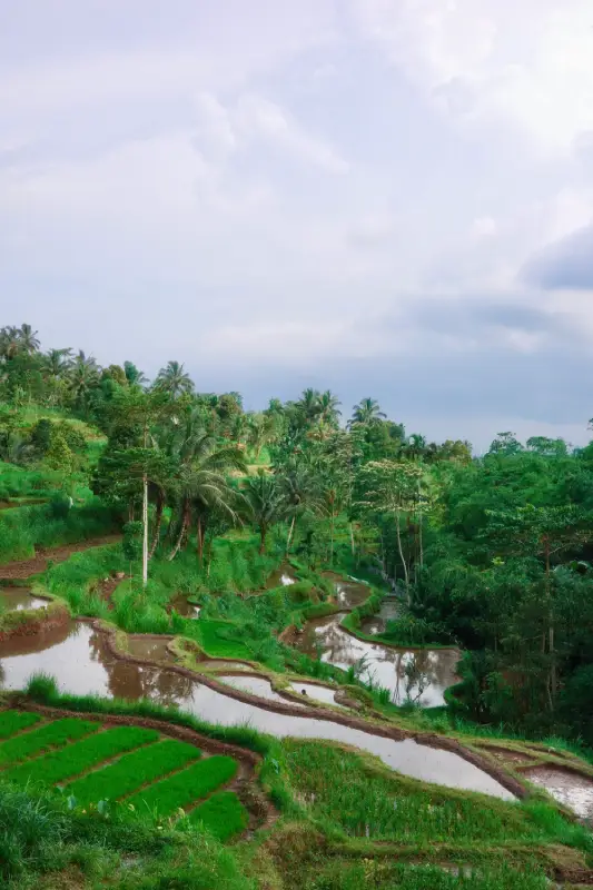 le risai verdi di Lombok