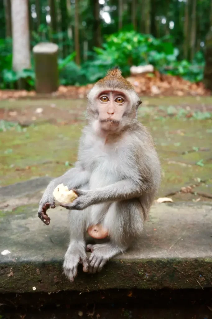 scimmia piccola in primo piano