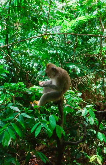scimmie alla monkey forest