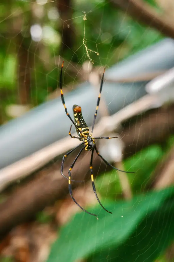 banana spider