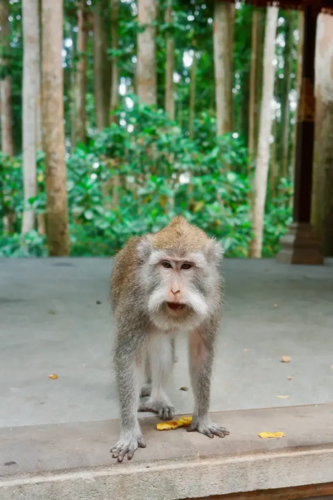 foresta spirituale Bali
