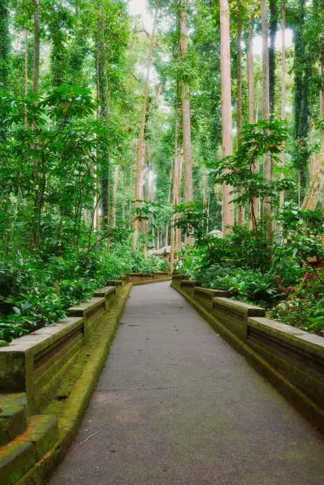 una strada interna della foresta