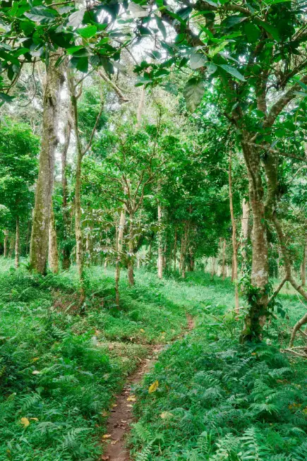 trekking monte rinjani