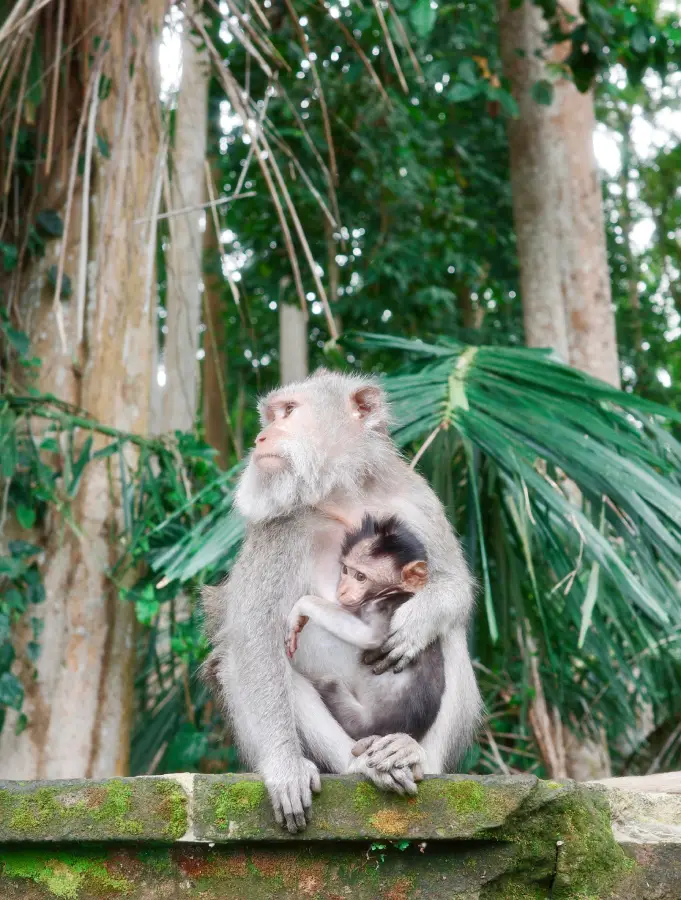 mamma scimmia con scimmia piccola in grembo