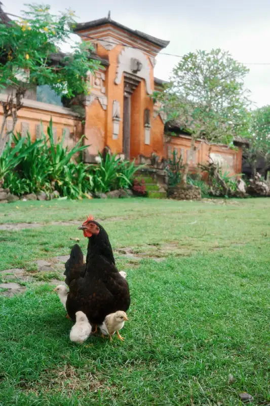 Pegringsingan village 