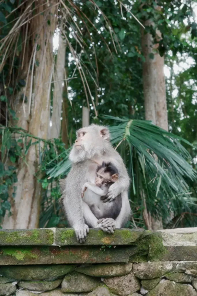 foresta delle scimmie Bali