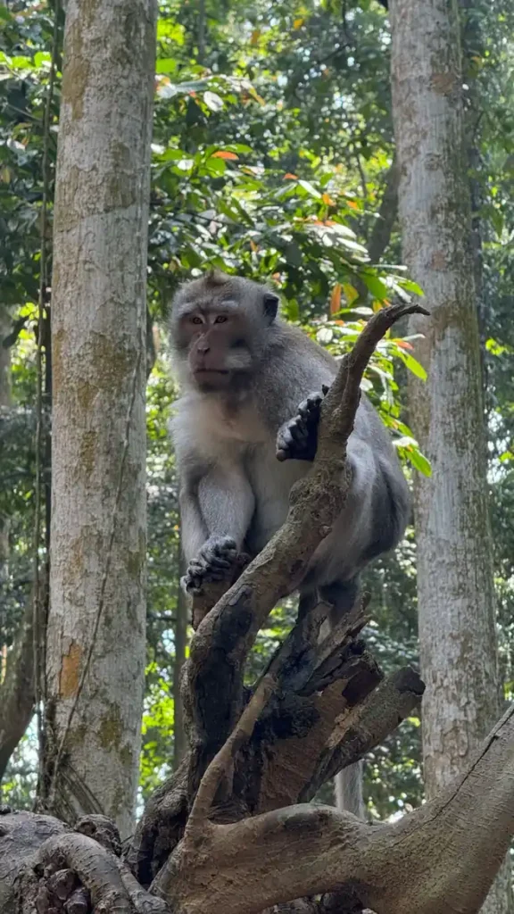 scimmia su un ramo a Bali