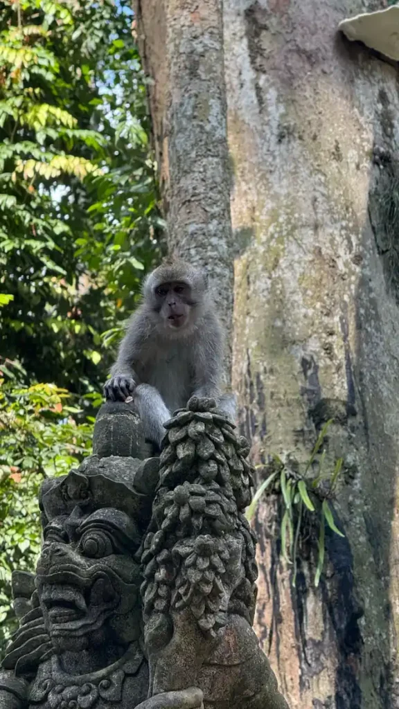 monkey bali forest
