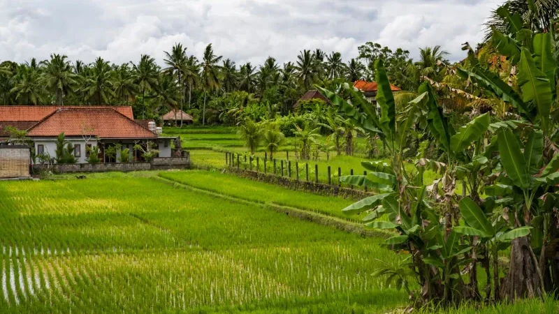 casa immersa nel verde nel cuore di Ubud