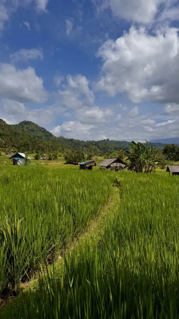 risaia verde a Bali